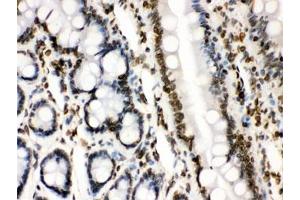 IHC testing of FFPE rat intestine with LMNB1 antibody. (Lamin B1 anticorps  (AA 266-583))