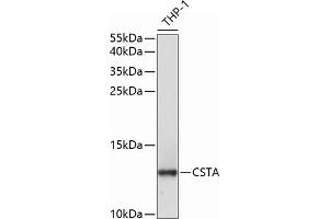Western blot analysis of extracts of THP-1 cells, using CSTA antibody  at 1:1000 dilution. (CSTA anticorps  (AA 1-98))
