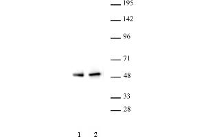 PAX5 antibody (pAb) tested by Western blot. (PAX5 anticorps  (N-Term))