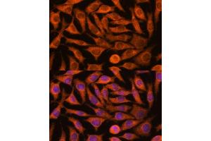 Immunofluorescence analysis of L929 cells using NDUF antibody (ABIN7268807) at dilution of 1:100.