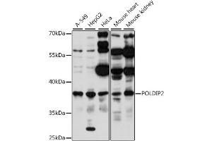 Western blot analysis of extracts of various cell lines, using POLDIP2 antibody (ABIN7269457) at 1:1000 dilution. (POLDIP2 anticorps  (AA 250-350))