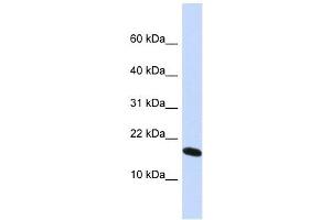 H2AFX antibody used at 1 ug/ml to detect target protein. (H2AFX anticorps  (N-Term))
