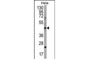 Western blot analysis in Hela cell line lysates (35ug/lane). (CHID1 anticorps  (C-Term))