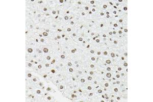 Immunohistochemistry of paraffin-embedded mouse liver using EDF1 antibody (ABIN5971272) at dilution of 1/100 (40x lens). (EDF1 anticorps)