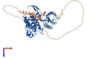 AlphaFold protein structure predicition of Human Recombinant CLK4 Protein, UniprotID Q9HAZ1