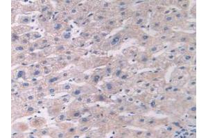 IHC-P analysis of Human Liver Tissue, with DAB staining. (Fibulin 1 anticorps  (AA 176-398))