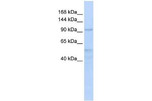 WB Suggested Anti-INTS4 Antibody Titration:  0. (INTS4 anticorps  (Middle Region))