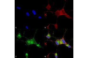 Immunocytochemistry/Immunofluorescence analysis using Mouse Anti-Nav1. (SCN9A anticorps  (AA 1751-1946) (Biotin))