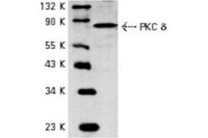 Image no. 1 for anti-Protein Kinase C, delta (PKCd) antibody (ABIN272063) (PKC delta anticorps)