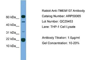 WB Suggested Anti-TMEM107  Antibody Titration: 0. (TMEM107 anticorps  (N-Term))