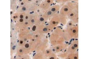 Used in DAB staining on fromalin fixed paraffin-embedded liver tissue (TPI1 anticorps  (AA 1-286))