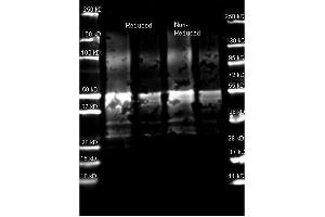 Western Blot of Goat anti-Protein A Antibody. (Protein A anticorps  (FITC))