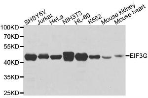 Western blot analysis of extracts of various cell lines, using EIF3G antibody.