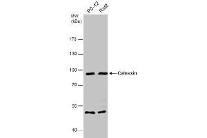 WB Image Various whole cell extracts (30 μg) were separated by 7.