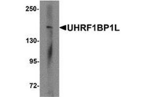 Western blot analysis of UHRF1BP1L in mouse brain tissue lysate with UHRF1BP1L antibody at 1 ug/mL (UHRF1BP1L anticorps  (Middle Region))