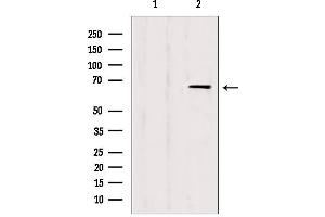 Western blot analysis of extracts from HepG2, using IF3EI Antibody. (EIF3L anticorps  (N-Term))