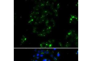 Immunofluorescence analysis of A549 cells using BOC Polyclonal Antibody (BOC anticorps)