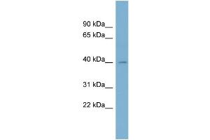 WB Suggested Anti-BCAT1 Antibody Titration:  0. (BCAT1 anticorps  (N-Term))