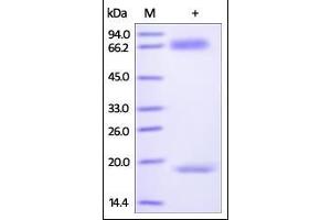 Biotinylated Human PCSK9 on SDS-PAGE under reducing (R) condition.
