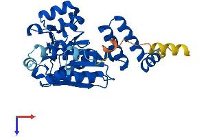 AlphaFold protein structure predicition of Human Recombinant ECHDC1 Protein, UniprotID Q9NTX5