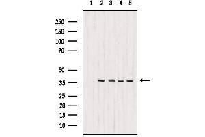 Western blot analysis of extracts from various samples, using MDH1 Antibody. (MDH1 anticorps  (C-Term))