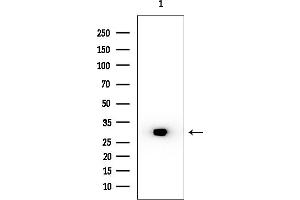 Western blot analysis of lysates from Mouse lung, using CA3 Mouse Monoclonal Antibody at 1/1000 dilution.