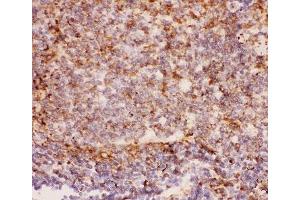 IHC-P: MAC-1 antibody testing of rat spleen tissue