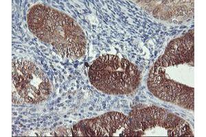 Image no. 5 for anti-Neurolysin (Metallopeptidase M3 Family) (NLN) antibody (ABIN1499710)