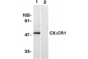 Image no. 1 for anti-Chemokine (C-X3-C Motif) Receptor 1 (CX3CR1) (AA 2-21), (N-Term) antibody (ABIN318971) (CX3CR1 anticorps  (N-Term))