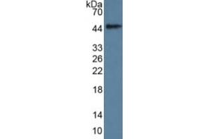Growth Differentiation Factor 11 (GDF11) ELISA Kit