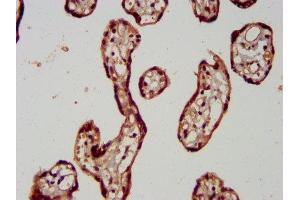 IHC image of ABIN7166989 diluted at 1:400 and staining in paraffin-embedded human placenta tissue performed on a Leica BondTM system. (RAB11FIP5 anticorps  (AA 374-545))
