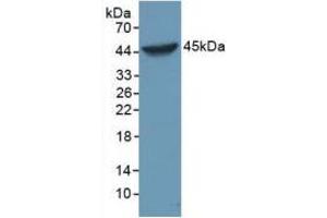 Figure. (Caspase 1 anticorps  (AA 317-404))