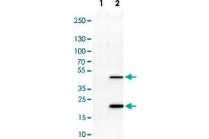 Western Blot analysis of Lane 1: negative control (vector only transfected HEK293T cell lysate) and Lane 2: over-expression lysate (co-expressed with a C-terminal myc-DDK tag in mammalian HEK293T cells) with ASRGL1 monoclonal antibody, clone CL1679 . (ASRGL1 anticorps)