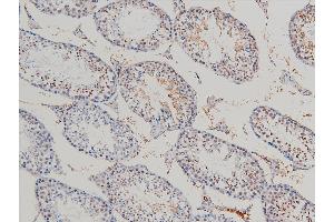 ABIN6267443 at 1/100 staining mouse testicular tissue sections by IHC-P.