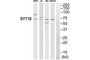 Western blot analysis of extracts from K562 cells, Jurkat cells, 293 cells and HepG2 cells, using SYT16 antibody. (SYT16 anticorps)