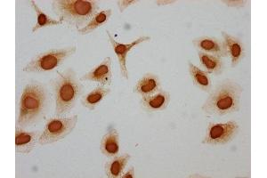 Immunocytochemistry analysis of ABIN7139156 diluted at 1:10 and staining in Hela cells (treated with 30mM sodium butyrate for 4h) performed on a Leica BondTM system. (HIST1H3A anticorps  (H3K122ac))