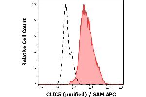 Separation of NALM-6 cells stained using anti-CLIC5 (CLIC5-02) purified antibody (concentration in sample 5 μg/mL, GAM APC, red-filled) from NALM-6 cells unstained by primary antibody (GAM APC, black-dashed) in flow cytometry analysis (intracellular staining). (CLIC5 anticorps  (AA 160-173))
