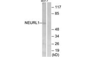 Western blot analysis of extracts from MCF-7 cells, using NEURL1 Antibody. (NEURL anticorps  (AA 219-268))