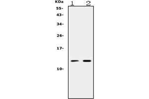 anti-Prokineticin 1 (Prok1) (AA 20-105) antibody