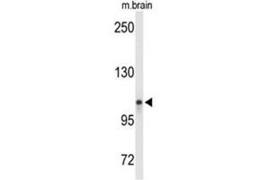 Western blot analysis of LONP2 Antibody (N-term) in mouse brain tissue lysates (35ug/lane). (LONP2 anticorps  (N-Term))