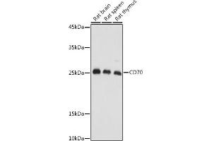 Western blot analysis of extracts of various cell lines, using CD70 antibody (ABIN3022742, ABIN3022743, ABIN3022744, ABIN1512720 and ABIN6219205) at 1:1000 dilution.