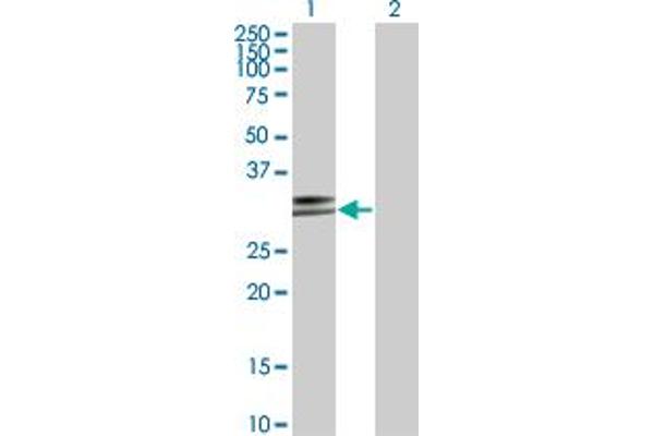 HLA-DPA1 anticorps  (AA 1-260)