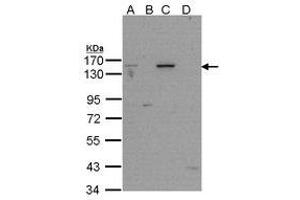 Image no. 1 for anti-Poly (ADP-Ribose) Polymerase 1 (PARP1) (AA 151-385) antibody (ABIN467410) (PARP1 anticorps  (AA 151-385))