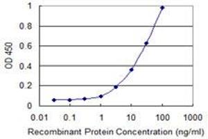 anti-Regulator of Chromosome Condensation 1 (RCC1) (AA 312-421) antibody