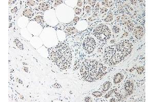Image no. 2 for anti-Interleukin 33 (IL33) antibody (ABIN465633) (IL-33 anticorps)
