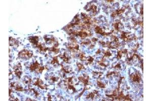 IHC testing of FFPE human pancreas with MAML3 antibody (clone MAML3/1303).