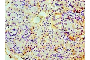 Immunohistochemistry of paraffin-embedded human pancreatic tissue using ABIN7147728 at dilution of 1:100 (Chromogranin A anticorps  (AA 19-457))