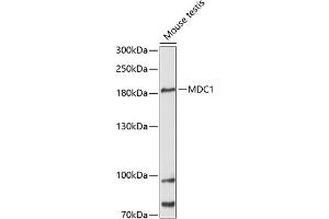 Western blot analysis of extracts of mouse testis, using MDC1 antibody (ABIN6134688, ABIN6143659, ABIN6143661 and ABIN6216452) at 1:3000 dilution.
