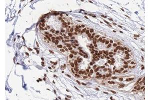 ABIN6268811 at 1/100 staining human Breast tissue sections by IHC-P. (RBMX anticorps  (N-Term))