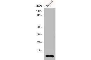 Western Blot analysis of Jurkat cells using Cdc42EP5 Polyclonal Antibody (CDC42EP5 anticorps  (N-Term))